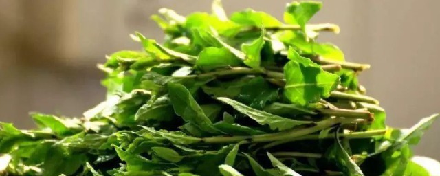 枸杞芽怎么吃 枸杞芽好吃的做法
