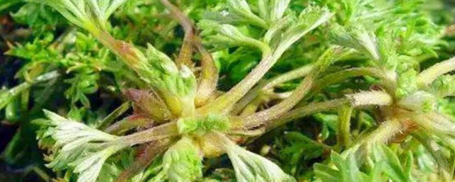白蒿如何吃最好 白蒿怎样吃最好