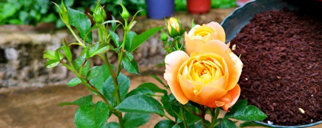 怎么养月季花 月季花怎么养