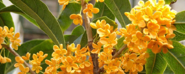 桂花怎样养才能更旺盛 桂花喜欢什么肥料