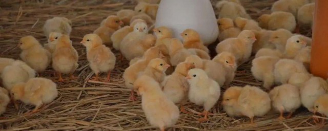 小鸡仔怎么养 小鸡的养殖方法