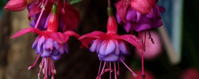 宝莲灯花怎么养 宝莲灯花养植方法