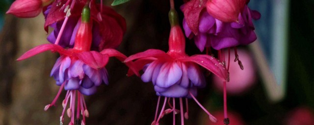 宝莲灯花如何养 宝莲灯花养植要领