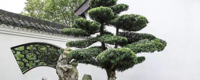 院子载什么大树好 适合栽种在院子的树木介绍