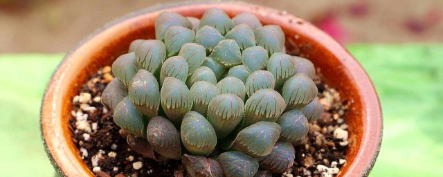 如何养玉露 玉露的养殖方式