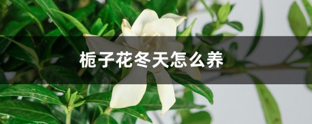 栀子花冬天怎么养 栀子花冬天的饲养技巧