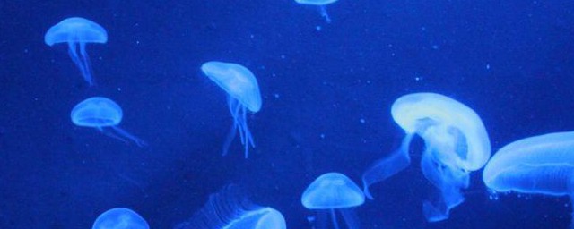 海洋馆买的水母如何养 如何养海洋馆买的水母