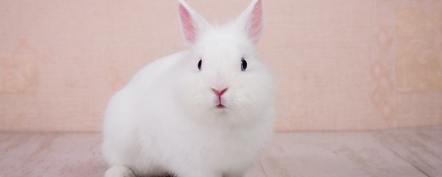 刚买的小兔子怎么养 如何养刚买的小兔子