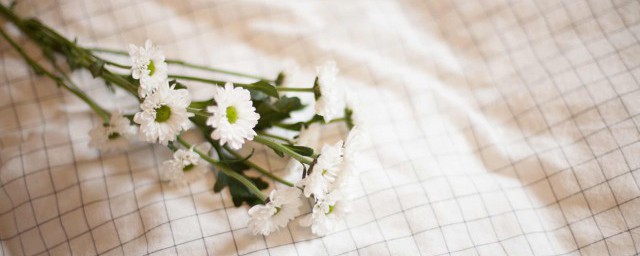 盆栽小雏菊如何养 怎样养盆栽小雏菊