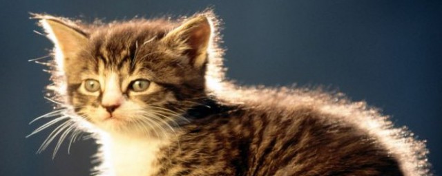 小猫怎样养才听话 养猫的注意事项
