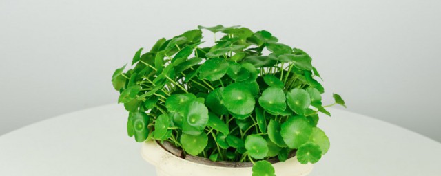 铜钱草土培怎样养 怎么养铜钱草