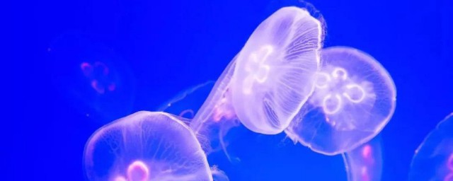 海蛰和水母的区别 关于海蛰和水母的区别介绍
