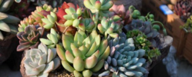 多肉种子怎么播种 多肉植物的简介