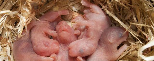 刚出生的仓鼠宝宝如何养 怎样养刚出生的仓鼠宝宝