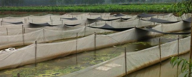 养黄鳝泥鳅的池塘怎样建 如何建养黄鳝泥鳅的池塘