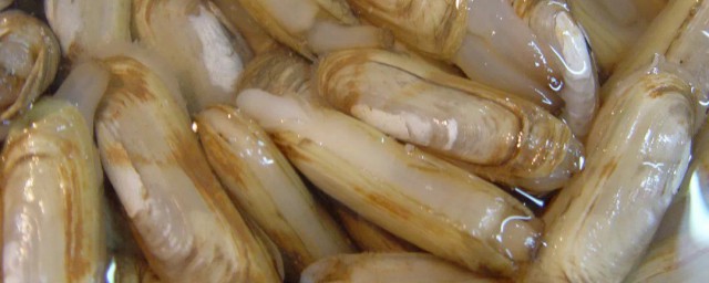 竹节蛏怎样吃 竹节蛏如何做