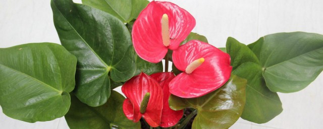 家养火鹤花的秘诀 火鹤花可以养在家里吗