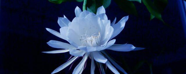 世界上花期最短的花什么意思 世界上花期最短的花简单简介