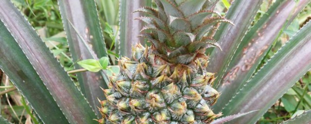 菠萝怎么种植盆栽 菠萝如何种植盆栽