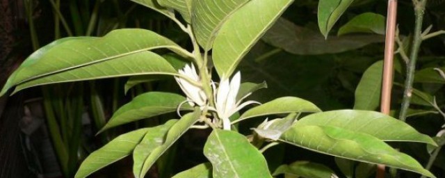 白兰花盆栽 白兰花的正确盆栽方法