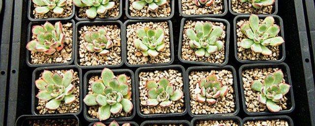 多肉植物的养法 多肉植物养护方法分享