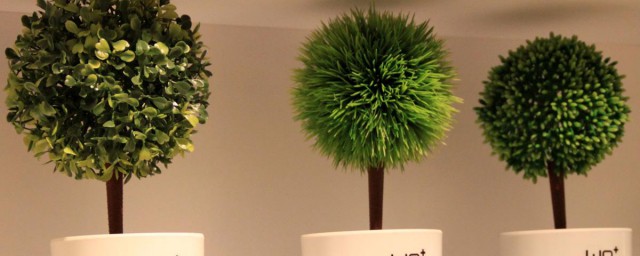 办公室绿色植物 办公室绿色植物有哪些