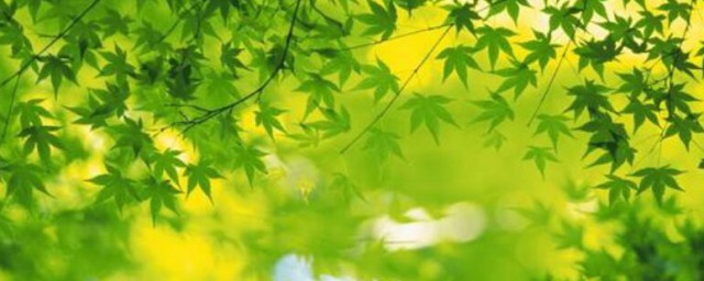 草绿色怎么调 草绿色如何调
