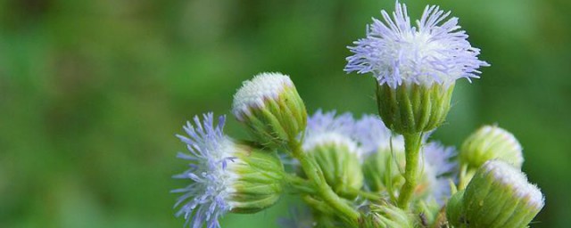 白花草的功效与作用 白花草的好处