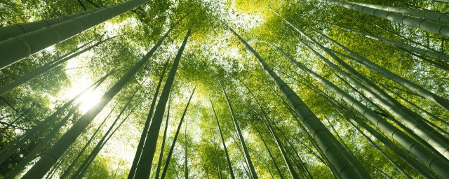 竹筒粽子的做法 怎样做竹筒粽子好吃