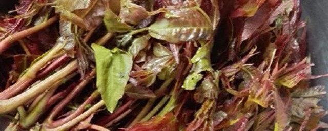 香椿芽如何腌制 腌制香椿芽需哪些材料