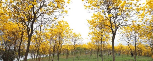 松山湖黄花风铃木如何导航 松山湖黄花风铃木怎么导航