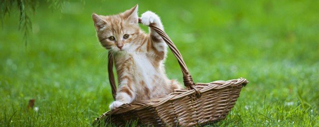 猫粮泡软的正确方法 猫粮怎么泡软才好