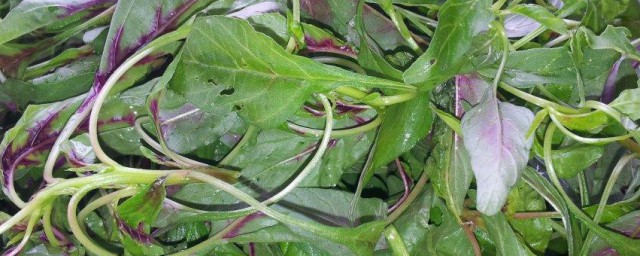 汗菜的功效与作用 汗菜的功效与作用是什么