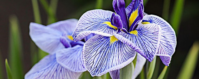 鸢尾花隐藏花语 鸢尾花常见花语是什么