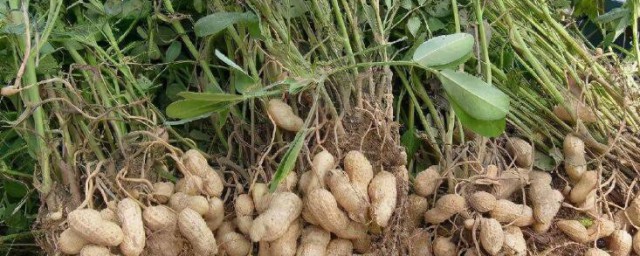 花生的果实是如何形成的 花生的果实是怎样形成的