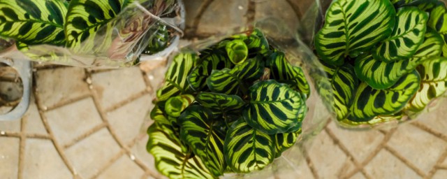 孔孔雀竹芋的养育方法 孔雀竹芋可以怎么浇水