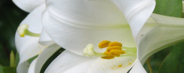 百合切花的养殖方法和注意事项 百合切花养殖需要注意什么