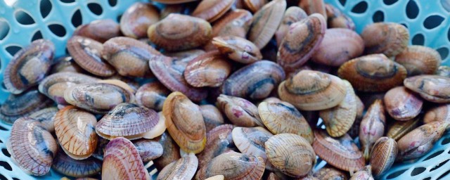 沙甲和花甲的区别 沙甲和花甲区别是什么