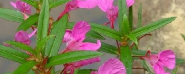 凤仙花是怎么传播种子的 凤仙花传播方法