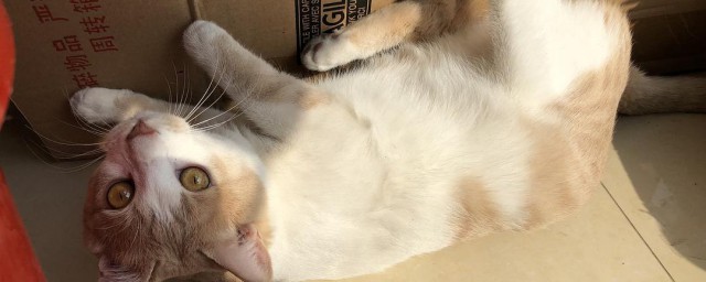 小猫翻身是什么意思 小猫翻身代表的意思
