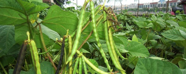 绿豆的种植方法步骤小学生 种植绿豆如何进行田间管理