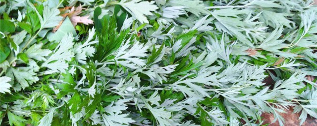 端午节插艾草的寓意 端午节插艾草的寓意是什么