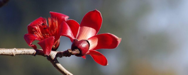 木棉花和攀枝花是一种花吗 木棉花介绍