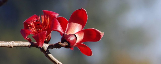 木棉花和攀枝花是一种花吗 木棉花简介