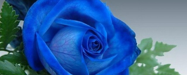 520天纪念日送什么花 适合520天纪念日送的花