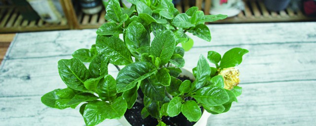 栀子花叶子发黄干枯掉叶子怎样办 栀子花叶子发黄干枯掉的改善办法