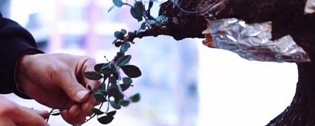 荀子下山桩的栽培方法 荀子下山桩怎么栽培
