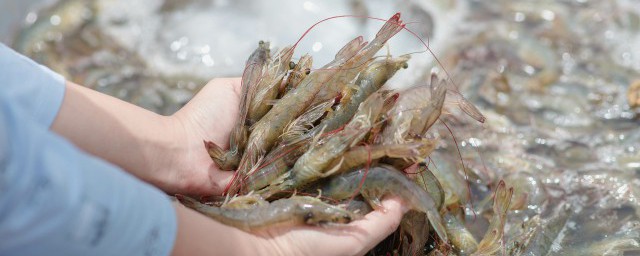 家常麻辣虾简单做法 家常麻辣虾的烹饪方式