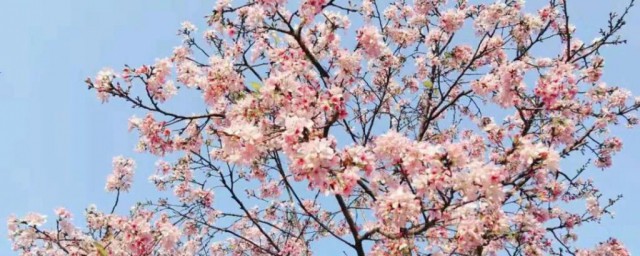 樱花的特点和象征意义 樱花的特点和象征意义是什么
