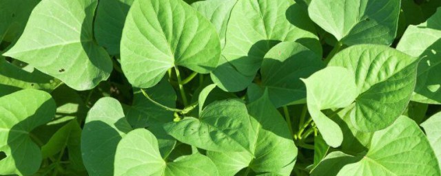 植物茎叶对植物生存有什么作用 植物茎叶对植物生存有哪些作用